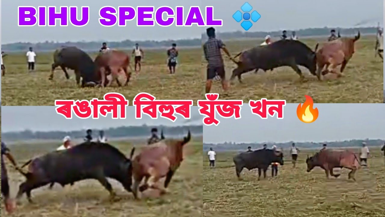 BIPUL VS TERON SOROR new moh || Bohag bihu juj || #mohjujrajaofficial ...