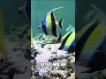 #pêcheàlacarpe #animaux #fishing #thon #pêcheenmer #fish #poisson #poissons #aquarium