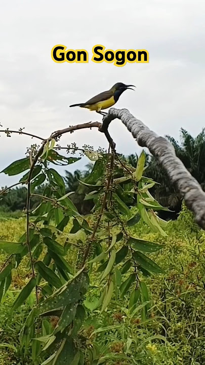 Sogon Ful Metalik Bodi Prospek #burung #sogon #mikatsogon #mikatburcil#sogonngobra