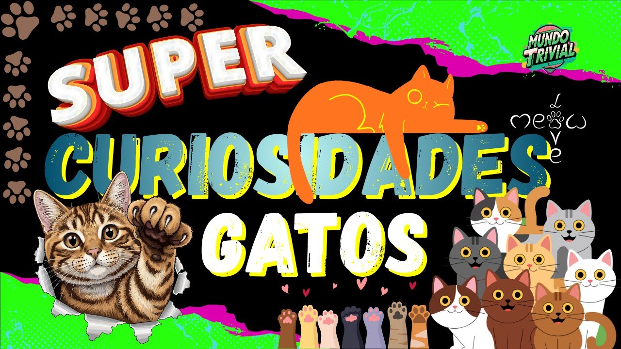 🐱Lo que tu gato intenta decirte con sus ronroneos. Tu gato te esta enviando mensajes secretos. 🐈