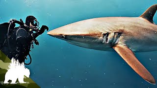 Blue Water Savages: The Shark Divers | Complete Series | FD Adventure