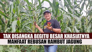 Download lagu JANGAN DIBUANG !!! MANFAAT REBUSAN RAMBUT JAGUNG BISA LANCARKAN 4IR S3NI, KOL3STER0L, H1P3RTENSI