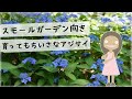 ヤマアジサイ藍姫の育て方と特徴を紹介するアニメ【植物紹介編-73】