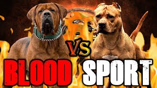 Tosa Inu vs Pitbull | Pitbull vs Japanese Tosa | Battle between fighting dogs | Billa Boyka |