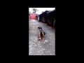 STIFLER REDD FT.LUKINHA PRESSÃO-PRA ELA(VISUALIZER)(PART.CASSIANE)