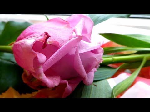 Рождественская сказка. Стихи от сердца к сердцу. Рождественская сказка. Стихи от сердца к сердцу.