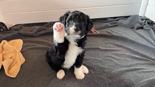 Harley, the bordoodle came to us 2 years ago this week❤️