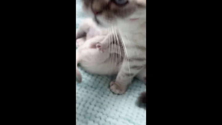 Video 7711661: mother cat washing kitten, kitten cat first, cute kitten washing