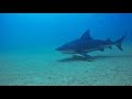 SCUBA in Cabo, Spring 2018. 2.7K HD, GoPro Hero5: Bull Sharks, Grouper, Night Dive