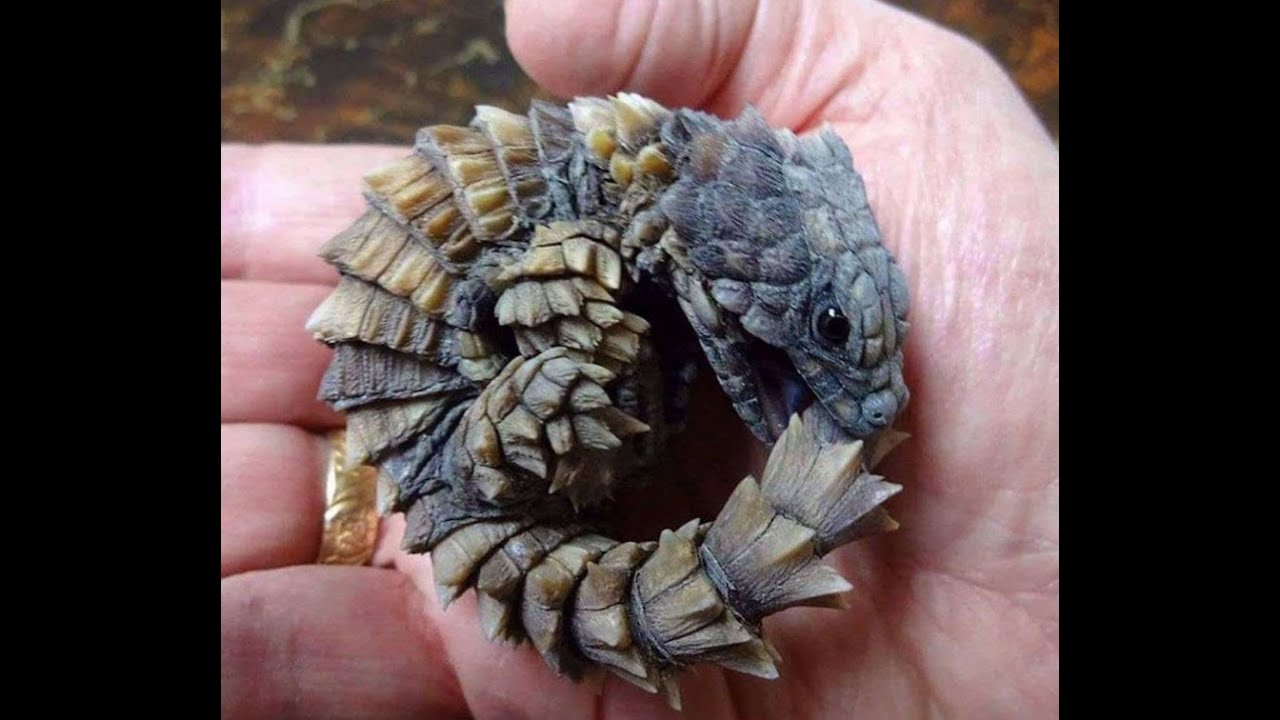 armadillo girdled lizard pet