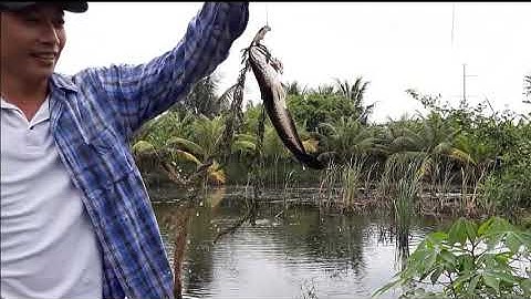 CÂU CÁ LÓC AO HOANG/CẬN CẢNH CÁ LÓC TÁP MỒI VÀ BẮT GẶP NHIỀU KHOẢNH KHẮC ĐẸP..