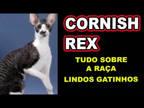 Vídeo: Cornish Rex: Padrões Da Raça