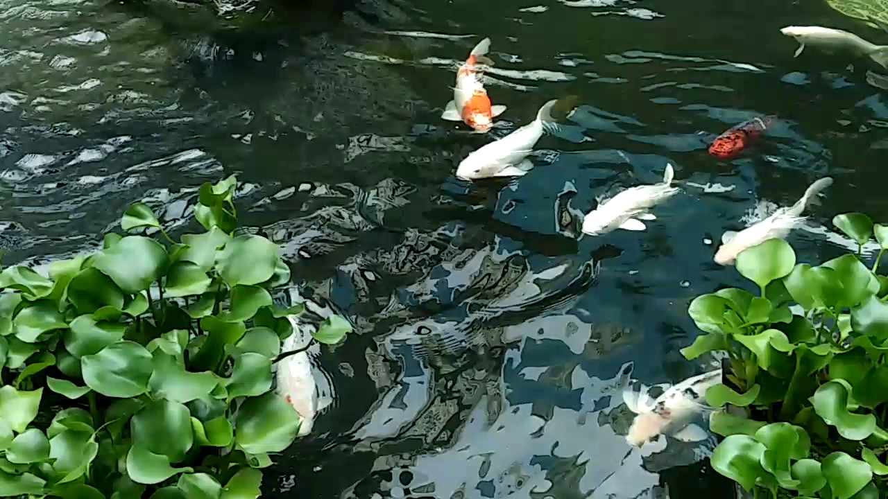 Kolam Ikan Di Mall