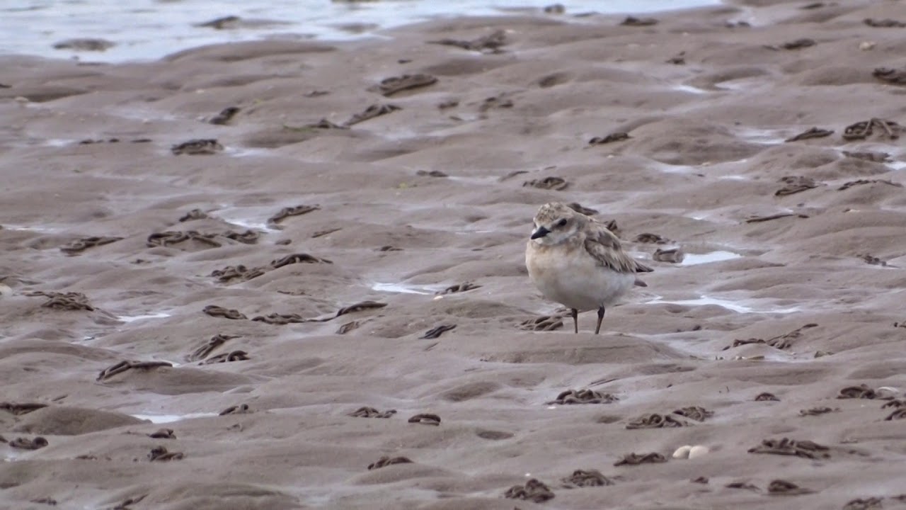 Greater Sand Plover - Tyninghame - East Lothian July 2020 