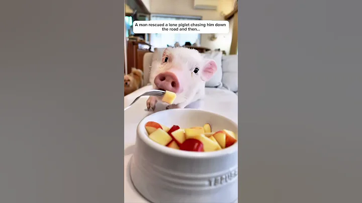 A man rescued a lone piglet chasing him down the road and then... #animals #story