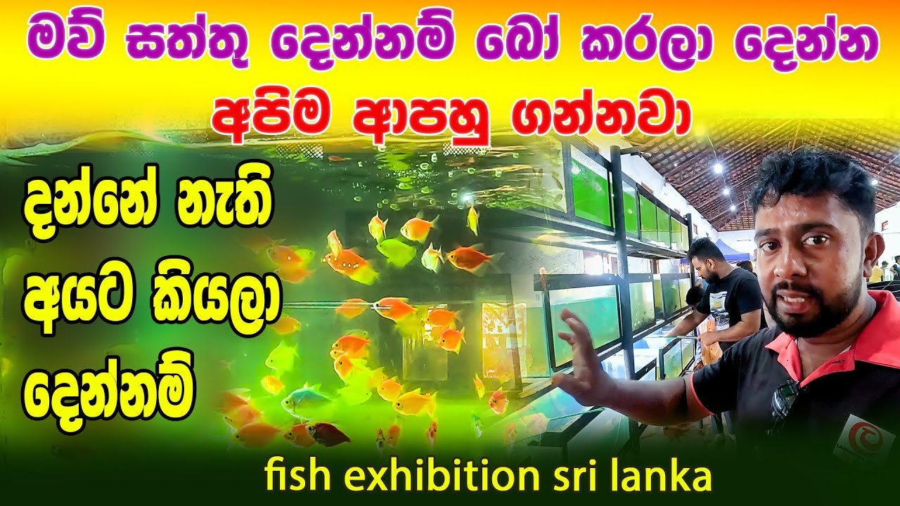 මාළු ප්‍රදර්ශනය මෙන්න මාළු හදන හැටි | fish exhibition sri lanka fish Exhibition tour | Aquarium