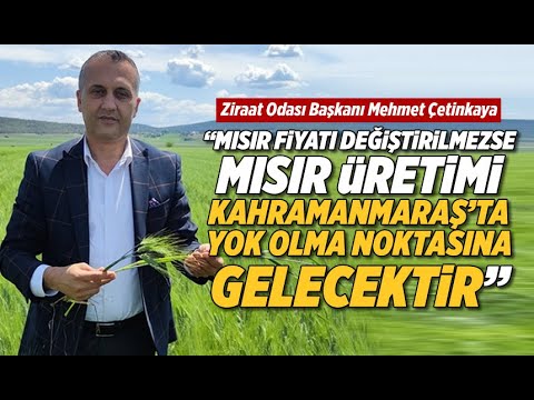 Çetinkaya: Mısır fiyatı değiştirilmezse mısır üretimi Kahramanmaraş'ta yok olma noktasına gelecektir