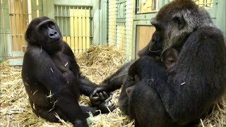 ('19/1/2)公開初日‼初めまして赤ちゃん⭐ゴリラ(105)【京都市動物園】Gorilla / nice to meet you baby