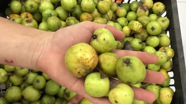 Táo mèo rừng tươi vụ mới 2022 vào mùa thu hoạch - HM Nature - (0982403110)