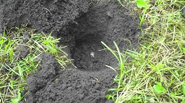 Minelab E-Trac Silver Bonanza-Compilation Video