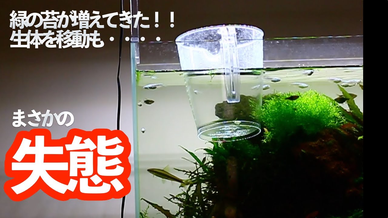 コケ対策 まさかの失態 サイアミーズフライングフォックスのお引っ越し アクアリウム 熱帯魚 Youtube