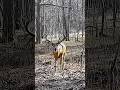 OHIO deer!! #huntclubtv