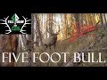 Five foot bull  a stalker stickbows film