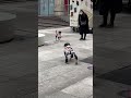 🐕The robot dog disguised itself as its fellow dogs.🐶 Dog's reaction👌 #robotdog #shorts #viral #puppy