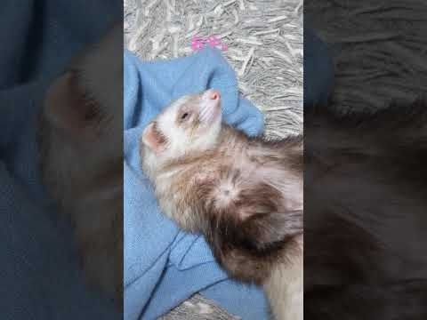 値落ち寸前の可愛いフェレット Youtube 値落ち寸前の可愛いフェレット Youtube