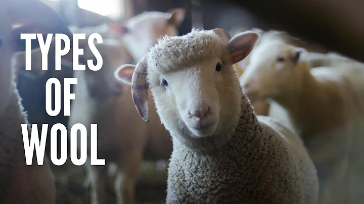 Types of Wool: 11 Things to Know about Wool