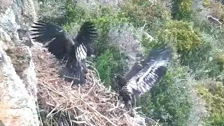 Aggressive Big Eaglet Bans Littlest From Nest! West End Bald Eagle Nest Explore.org 6-3-24