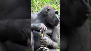 A Gorilla eating green leaves found on trees growing nearby .