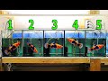 Эксперимент! Что если кормить рыбок разными кормами? Начало