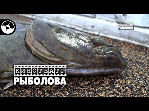 Рыбалка на Курилах. Палтус | Кинотеатр рыболова