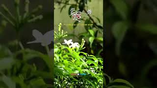 বৃষ্টি 🌧️❤️ #bristi #firstrain #nostalgia #explorepage #kolkata #rain #shorts #shortvideo