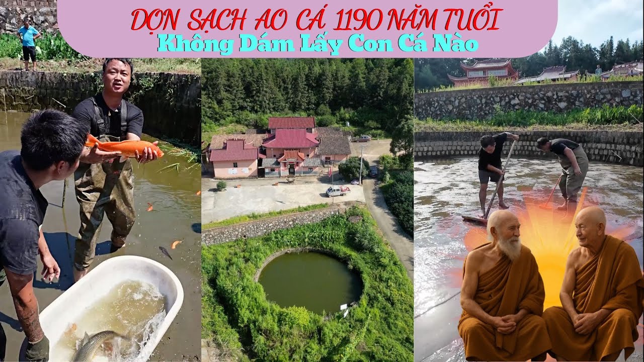 Dọn Sạch Ao Cá 1.190 Năm Tuổi, Không Nỡ Lấy Một Con Cá, Hai Hòa Thượng Xúc Động Rơi Lệ