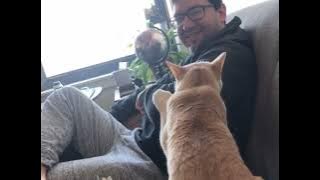Grumpy cat vs. Spare Human viral compilation #cats #grumpycat #viral #catsoftiktok #catsofyoutube