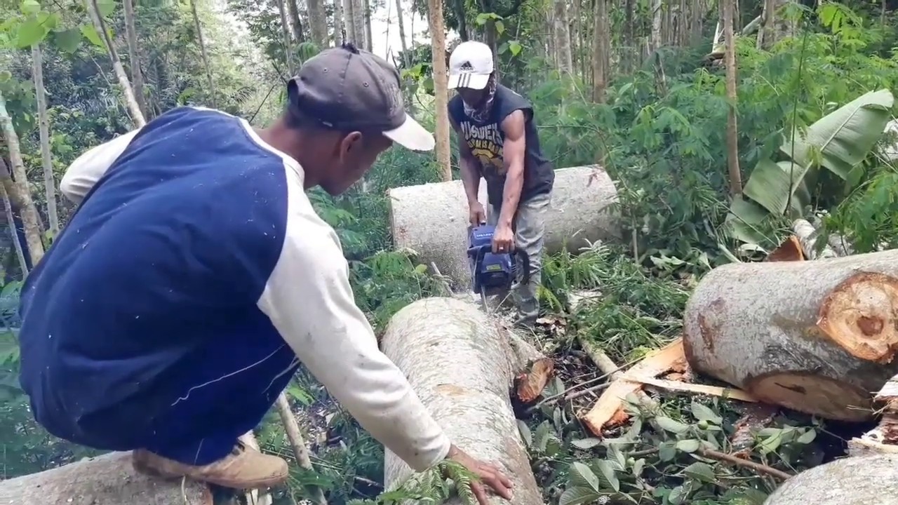 Tebang kayu balsa super seharga 3,3 juta lingkar 220cm | Balsa wood
