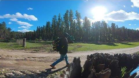 Proximity Pine Forest | FPV Freestyle