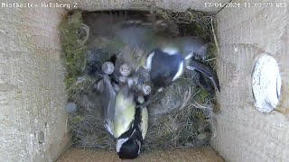 Heftiger Kampf auf 10 Eiern  fremde Kohlmeise gewinnt und überbaut Nest?! | 17.04.2024