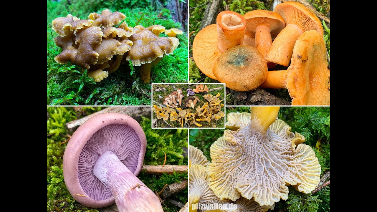 Pilze im November | 04.11.2020 | Erntezeit bei den Trompetenpfifferlingen | Ohrlöffelstacheling