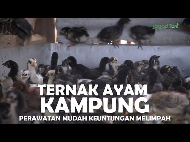 Lulusan Manajemen jadi Peternak Ayam Millenial class=