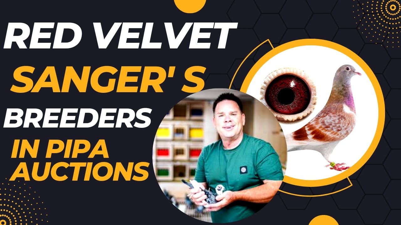 Sanger's Top Class Racing Pigeon Bloodline The Red Velvet For Sale In Pipa Pigeons Paradise Auction