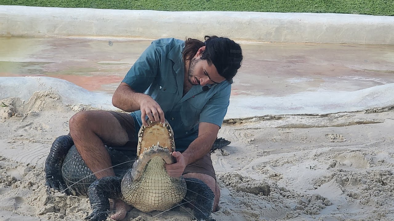 Pokaz o tym jak nie zostać kłapnietym przez aligatora