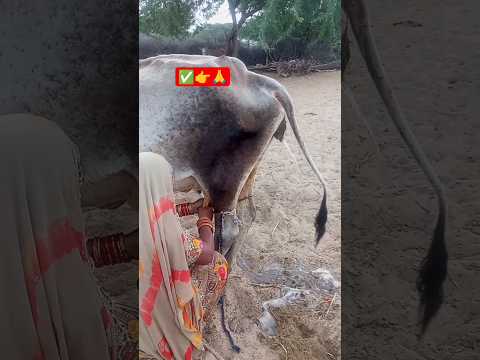 امرأة تحلب الحليب من البقرة بينما تقوم البقرة بالتبول