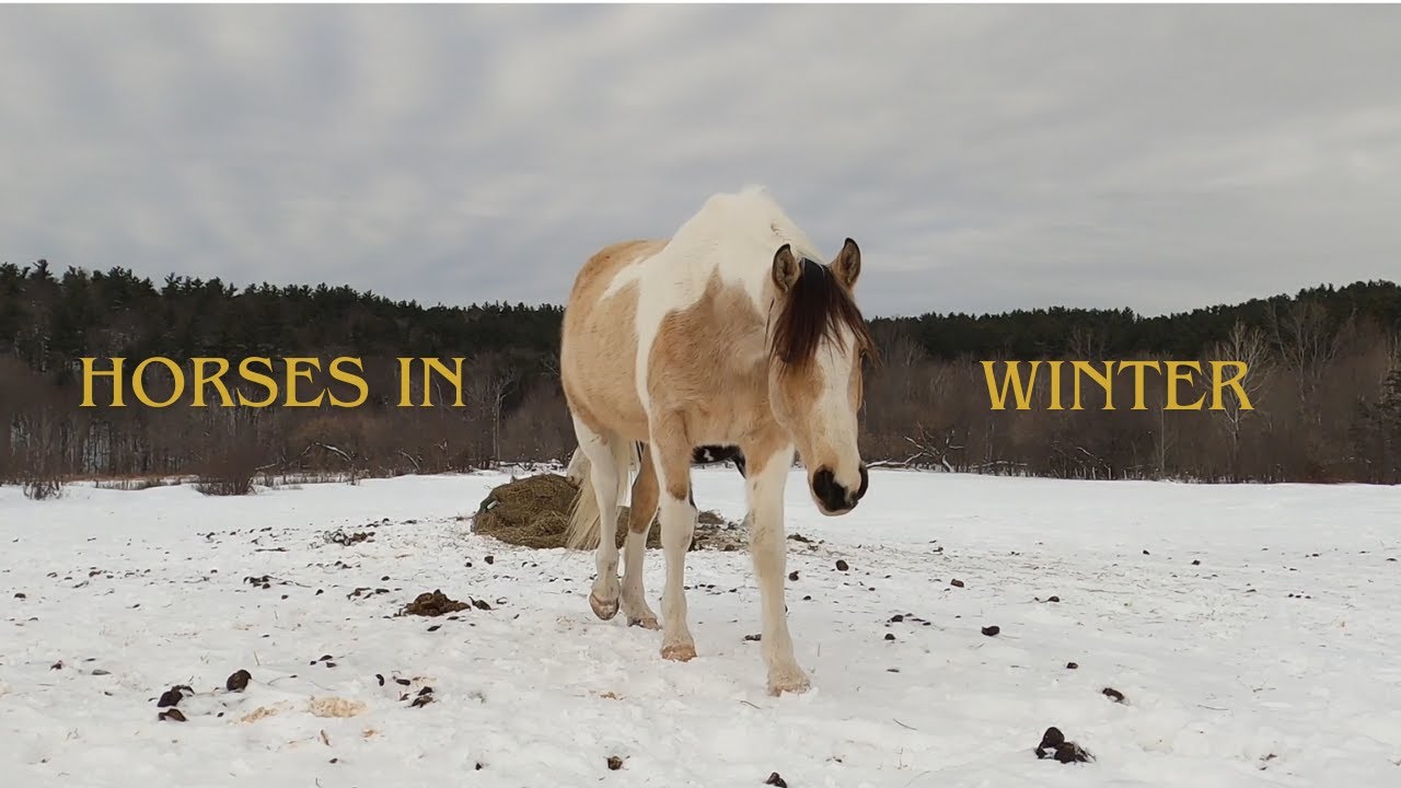 Horses eating hay in the snow