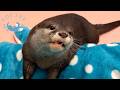 Twin Baby Otters Are Perfectly in Sync!