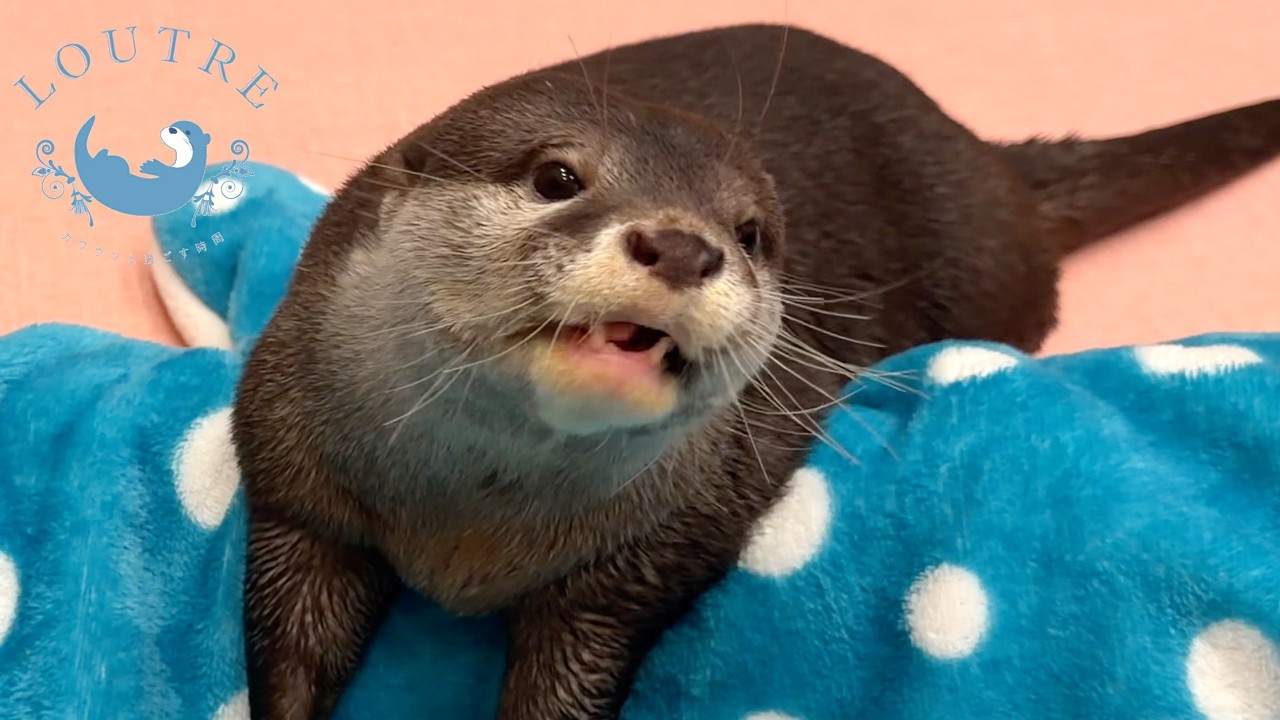 Twin Baby Otters Are Perfectly in Sync!