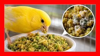 ✅ TRUCOS para EVITAR PROBLEMAS con la PASTA de CRÍA y PREPARACIONES HÚMEDAS