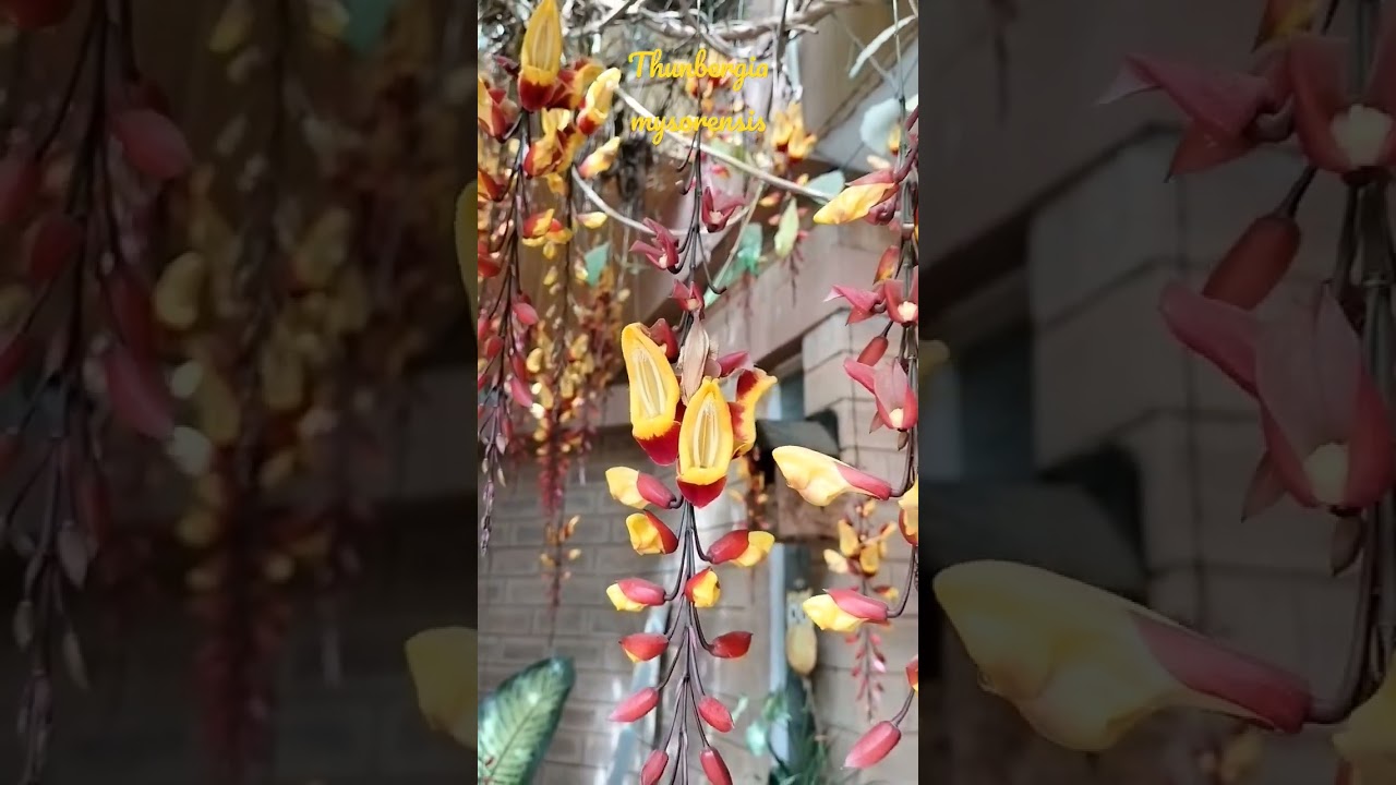 #thunbergiamysorensis